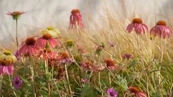 Episode 3 - Summer: Arid Botanic Garden & Home Orchard