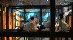 Et valg for alltid – del 2