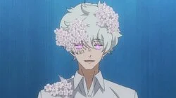 New Cherry Blossoms