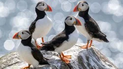 Puffins and Pilgrims