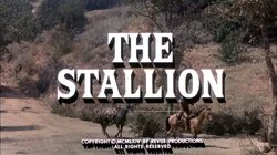 The Stallion