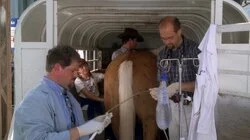 They Treat Horses, Don't They?