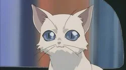 Lost Kitten