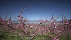 Peach Trees and Rural Retreat Kofu Basin