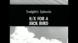 R/X For a Sick Bird