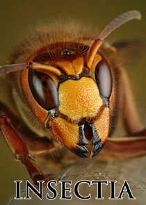 Insectia