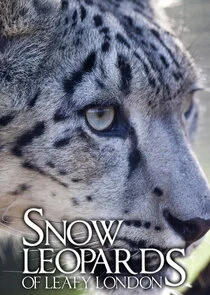 Snow Leopards of Leafy London