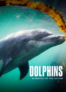 Dolphins: Wonders of the Ocean