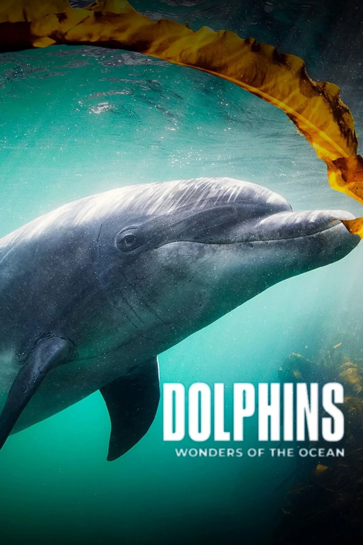 Dolphins: Wonders of the Ocean