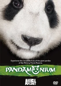 Pandamonium